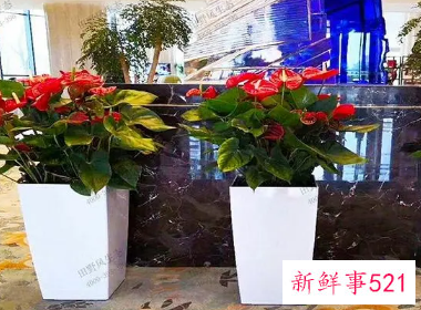 公司前台花卉摆放图片