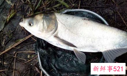 冬天如何夜钓鲢鳙