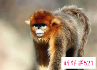 梦见猴年带猴子回家是什么意思