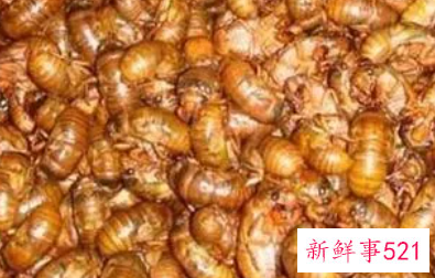 知了猴的作用和营养成分