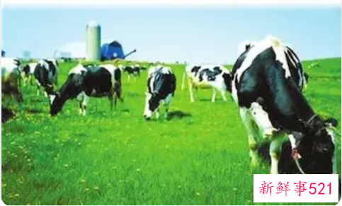 梦见牧场是什么意思