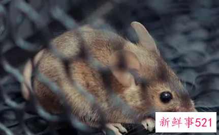 梦见老鼠死在床上是什么意思