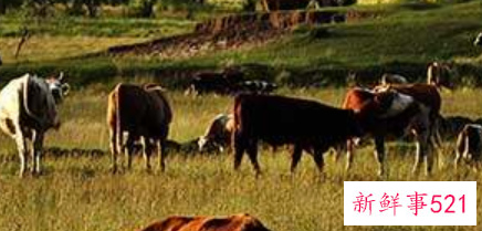 梦见牛马成群结队是什么意