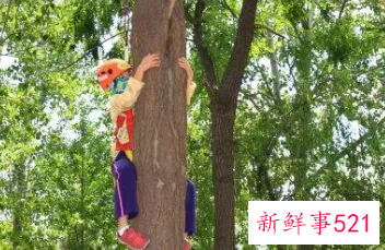 梦见爬树的周公解梦