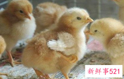 小鸡怎样养才长得快