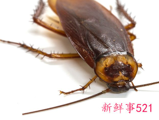 开灯能防止蟑螂爬床吗