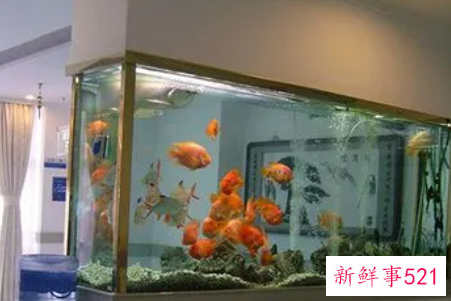 办公室的鱼缸怎么摆放好呢