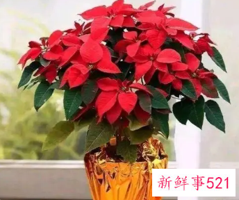 春节适合摆放什么花卉