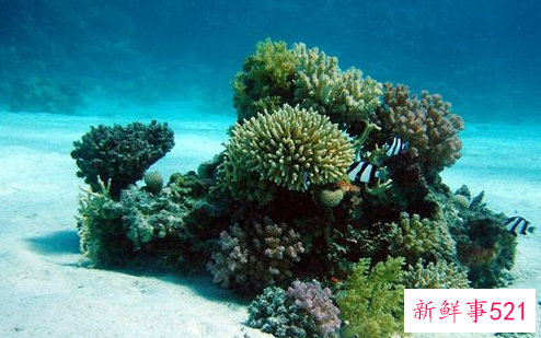 梦见海底有什么征兆