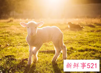 属羊的不能儿女双全