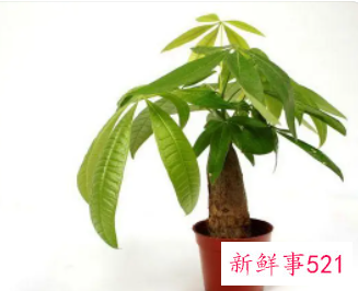 女人梦见发财树是什么意思