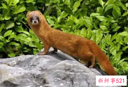 梦见黄鼠狼的意思