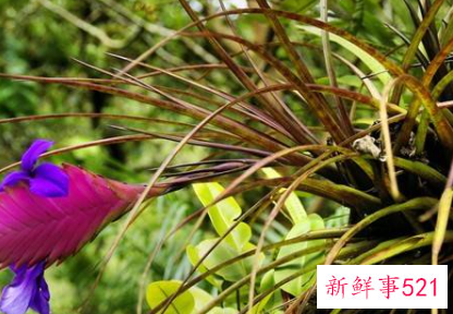 最旺运旺财的风水植物