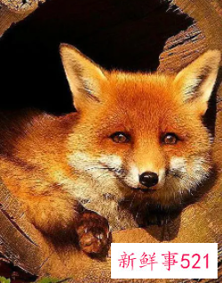 狐狸招邪还是辟邪