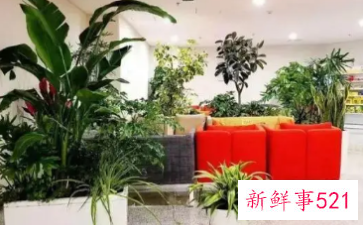 公司前台花卉摆放图片