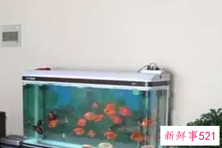 办公室的鱼缸怎么摆放好呢