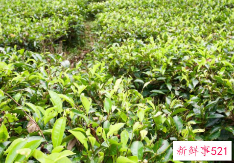 科学使用药物可提高苗木成活率