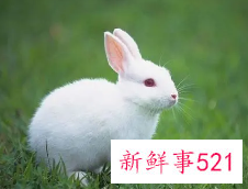 最不被老公心疼的四大生肖女