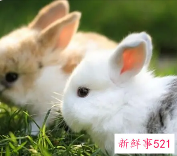 属兔的男孩取什么名字最好