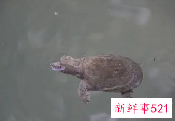 周公解梦做梦吃鳖