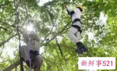 梦见爬树的周公解梦