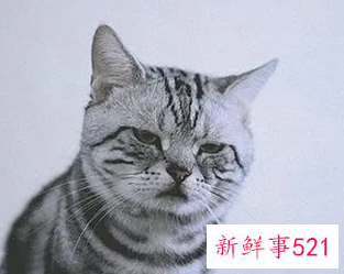梦见猫是什么预兆女性解梦