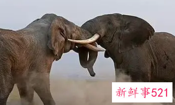 梦见大象攻击我是什么意思