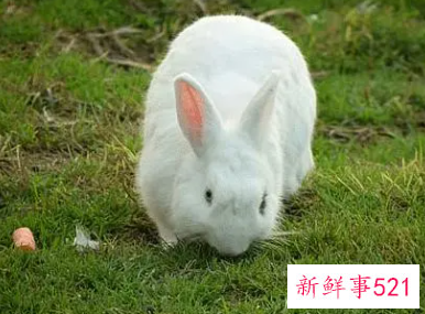 属兔的男孩取什么名字最好