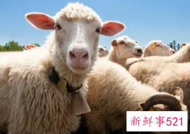 属羊的不能儿女双全