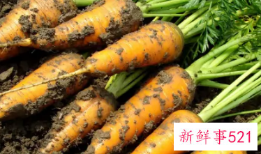 新鲜带泥的萝卜如何保存