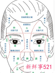 脸部各个部位名称叫什么