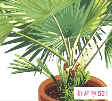 公司前台花卉摆放图片