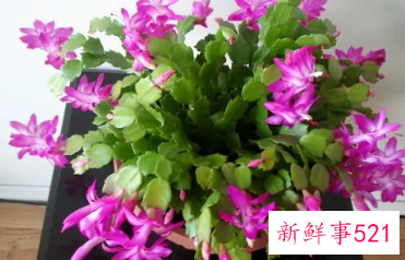 蟹爪兰花期多久