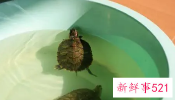 周公解梦做梦吃鳖