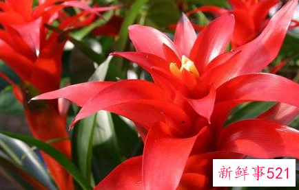 镇宅招财旺人的花