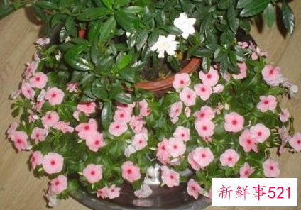 冬天养花花草枯萎的原因是什么