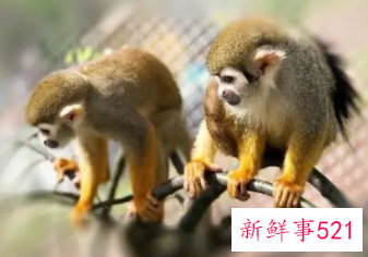 梦见猴年带猴子回家是什么意思