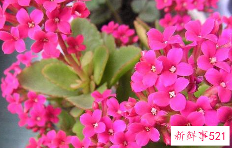 镇宅招财旺人的花