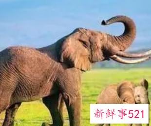 梦到养大象当宠物