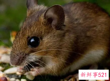 属鼠女几月出生最旺夫