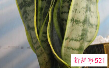 虎皮兰用什么土种植比较好