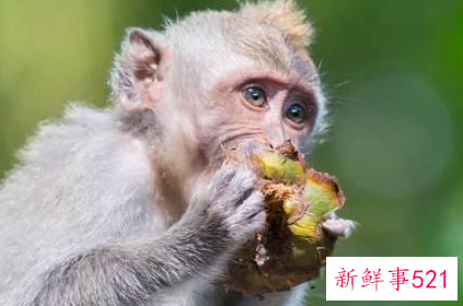 属猴石榴木命生财行业