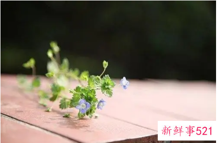 有种淡淡伤感的唯美心情说说