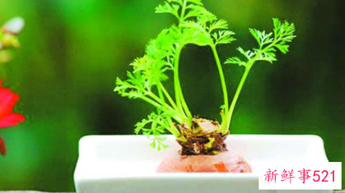 蔬菜也能装点家居