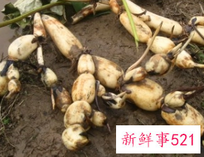 什么样的藕好呢怎么挑