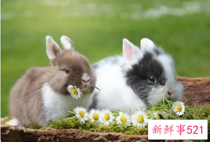 属兔人家里养猫对财运好不好