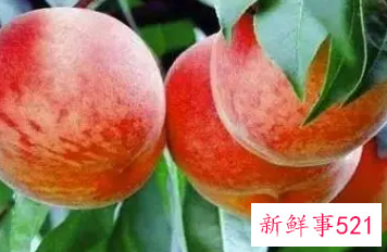 桃子吃多了有什么好处和坏处