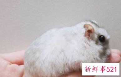 梦见老鼠死在床上是什么意思