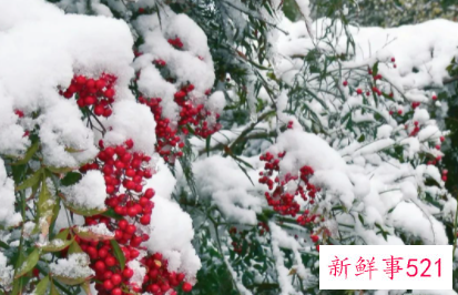 冬天养花花草枯萎的原因是什么