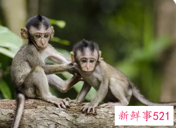 梦见猴子死了是什么意思